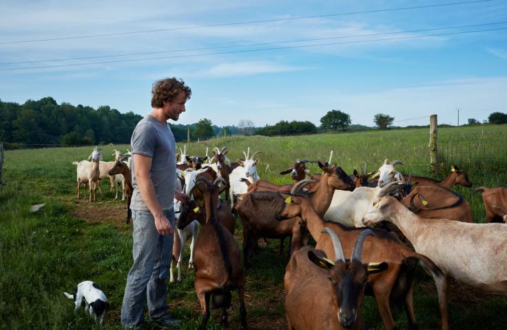 Homme avec des chèvres