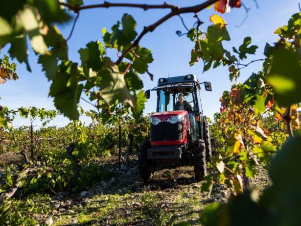 Vignes de cocagne