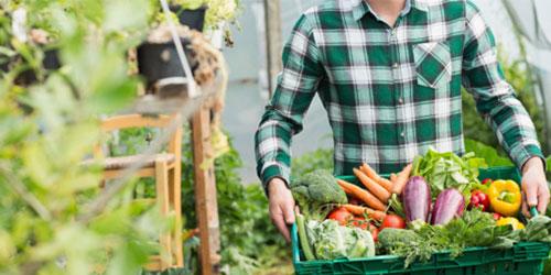 Personne tenant une cagette de légumes